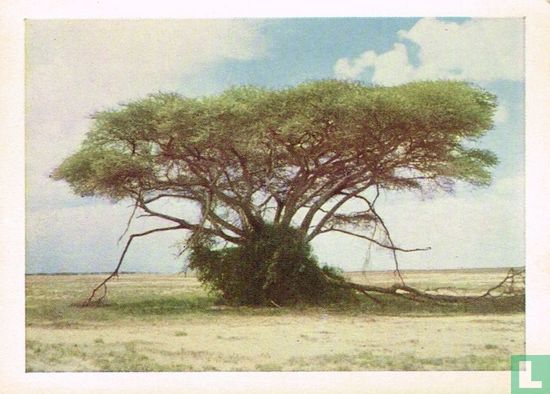 Acaciaboom - Afbeelding 1