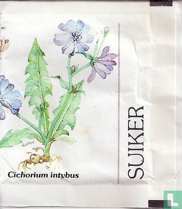 Cichorium Intybus - Image 1