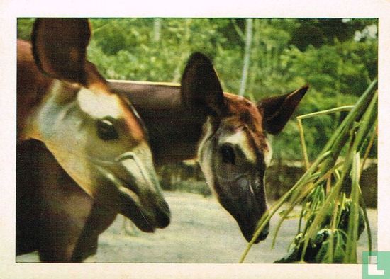 Koppen van okapi's  - Image 1