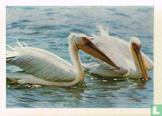 Witte Pelikanen - Bild 1