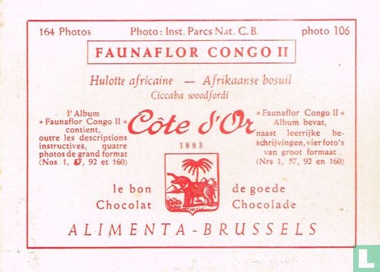 Afrikaanse bosuil - Image 2