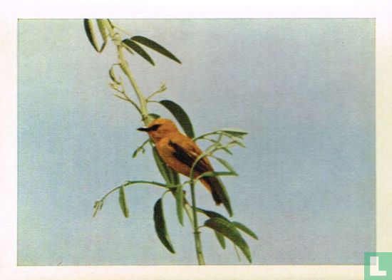 Brilwevervogel - Afbeelding 1