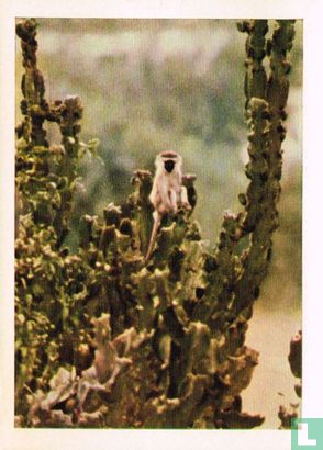 Groene Meerkat - Image 1