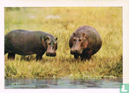 Nijlpaarden - Image 1