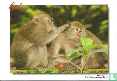 Bali - Monkey's