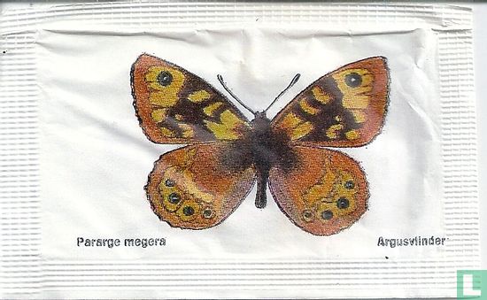 Pararge megera - Argusvlinder - Afbeelding 1