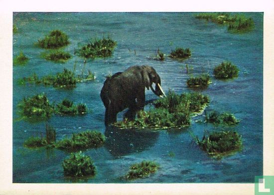 Olifant - Bild 1