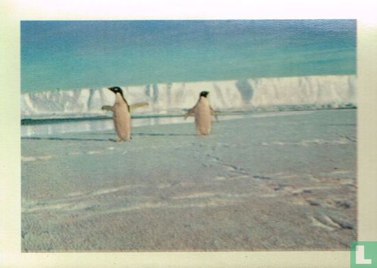 Een afvaardiging van de Adélie-pinguins verwelkomt de expeditieleden - Image 1