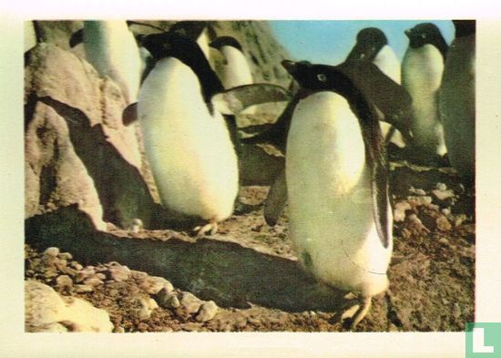 De Adélie-pinguïns zijn kleiner dan de keizepinguïns - Afbeelding 1
