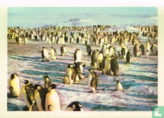 Pinguïns met hun kuikentjes op wandel in de zon - Image 1