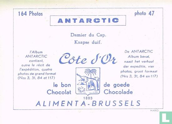Kaapse duif - Image 2