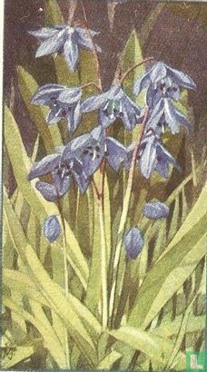 Ster Hyacinth - Image 1