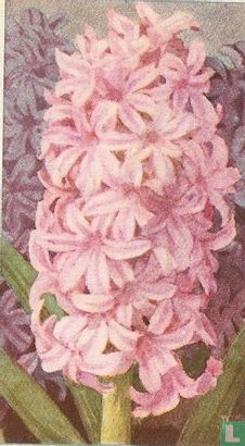 Hyacinth - Afbeelding 1