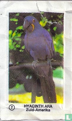 7 Hyacinth Ara - Image 1