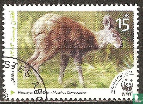 Alpine Moschustier