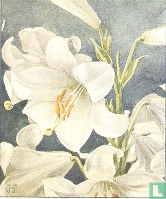 Witte Lelie - Afbeelding 1