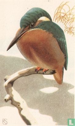 Ijsvogel - Image 1