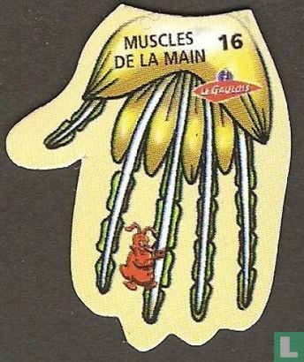 16 – Muscles de la main
