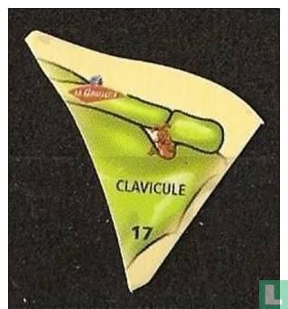 17- Clavicule