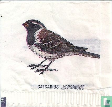 Calcarius Lapponicus - Image 1