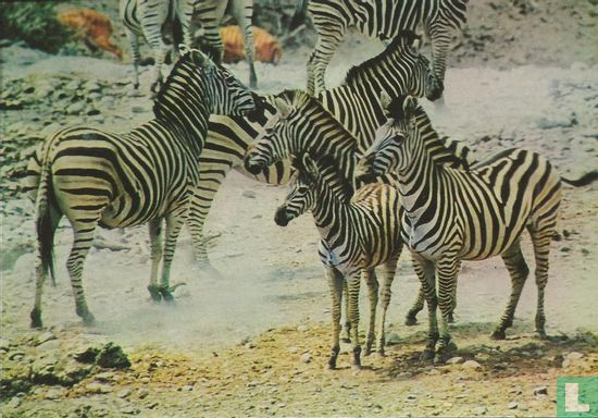 Zebra gathering - Afbeelding 1