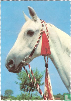 Paardehoofd met rood/wit/blauw gevlochten singel - Image 1
