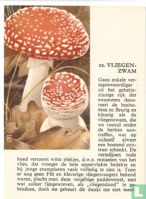 Vliegenzwam - Bild 1