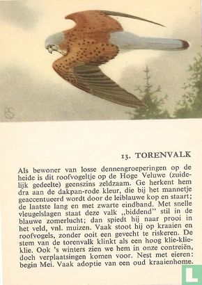 Torenvalk - Image 1