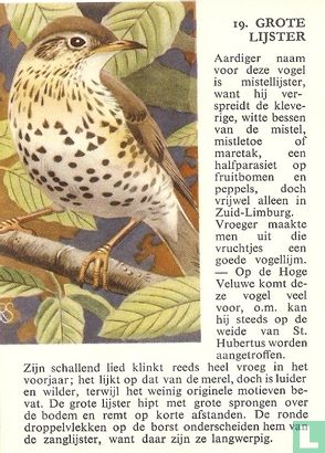Grote Lijster - Bild 1