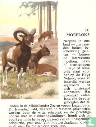 Moeflons - Image 1