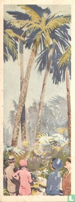 ....de palmen zoo hoog.. - Image 1