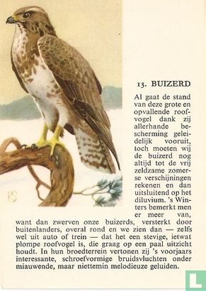 Buizerd - Image 1