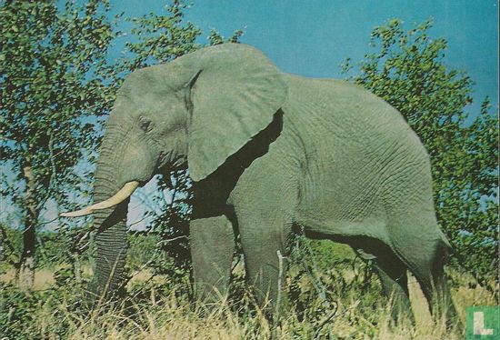 Afrikaanse olifant - Image 1