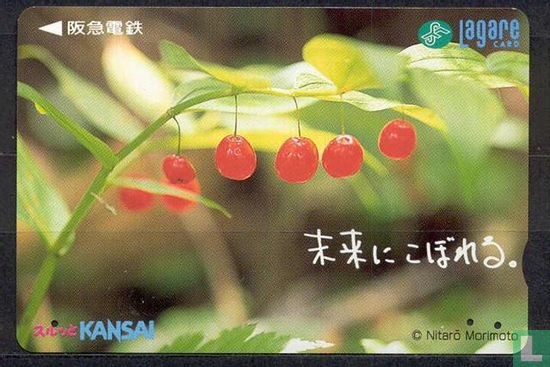 Vruchten (Hankyu Railways) Lagare Card