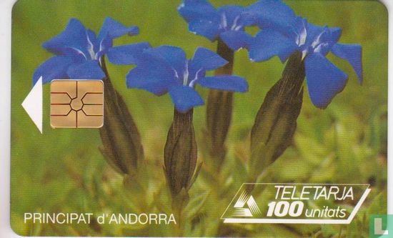 Spring Gentian - Image 1