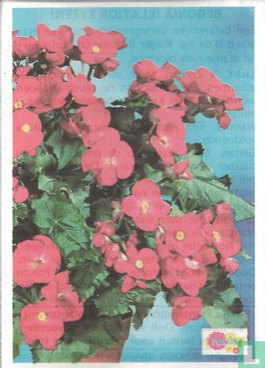 Begonia (Elatior Typen) - Afbeelding 1
