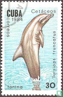 Dolfijn 
