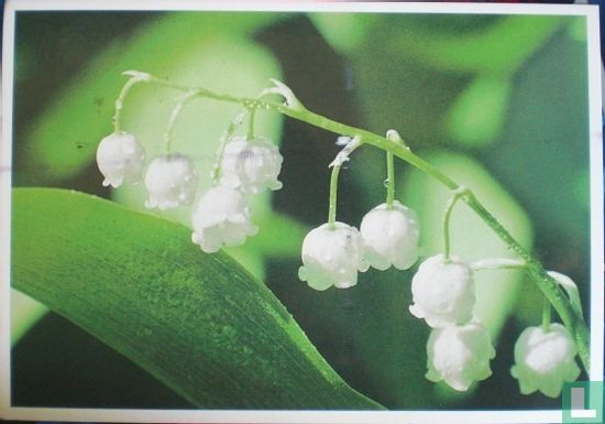 Kielo (Convallaria majalis) - Image 1