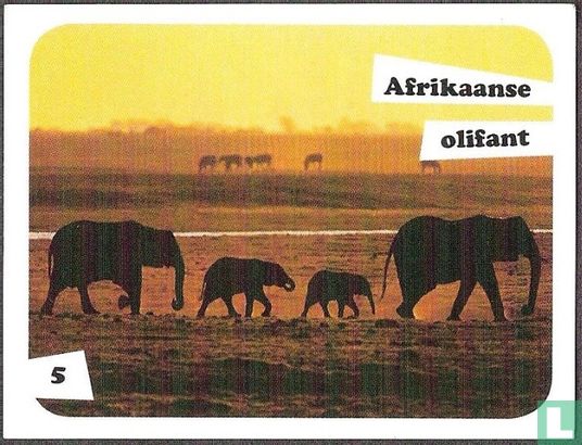 Afrikaanse olifant 5 - Afbeelding 1