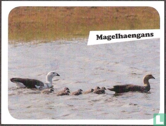 Magelhaengans - Afbeelding 1