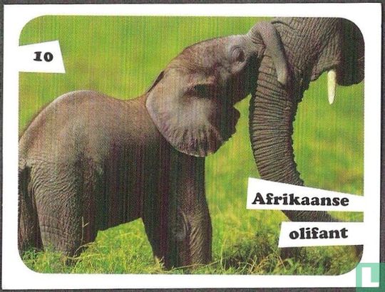 Afrikaanse olifant 10 - Afbeelding 1