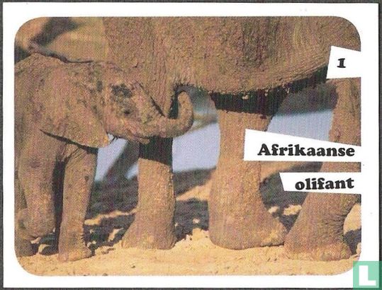 Afrikaanse olifant 1 - Afbeelding 1