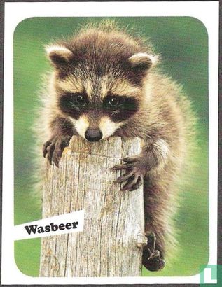 Wasbeer - Afbeelding 1