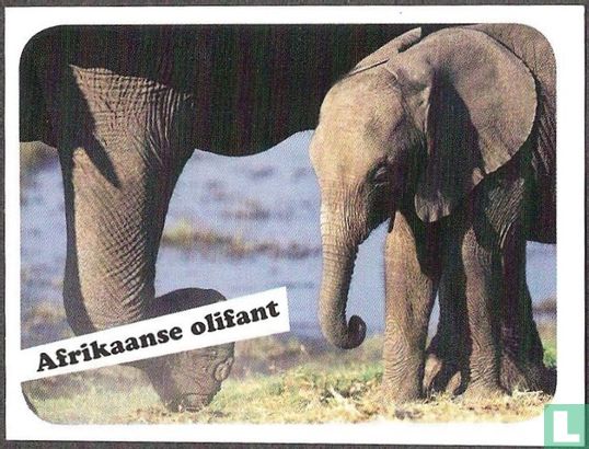 Afrikaanse olifant - Bild 1