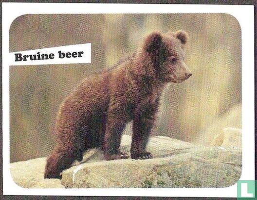 Bruine beer - Image 1