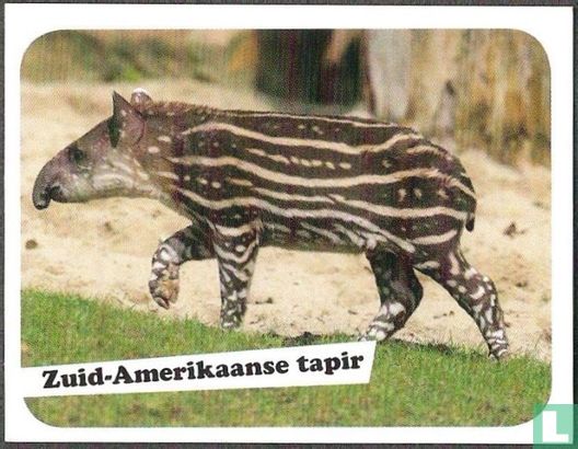 Zuid-amerikaanse tapir - Bild 1