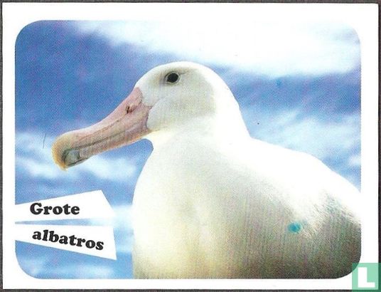 Grote albatros - Afbeelding 1