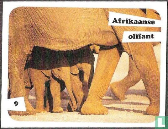 Afrikaanse olifant 9 - Afbeelding 1