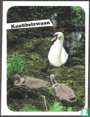 Knobbelzwaan - Image 1