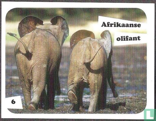 Afrikaanse olifant 6 - Bild 1